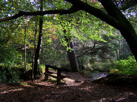 Brian McMahon has uploaded a lot more great new photos to his gallery including this beautiful woodland scene. Click on photo to browse through his photos.