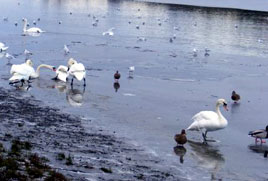 Bernard Kennedy has photos from Lough Lannagh and around Castlebar taken on St. Stephen's Day 2009. Click on photo for more.
