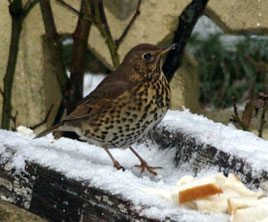 Dalemedia has some photos of garden birds - a reminder to feed the birds durig this cold spell. Click on photo for more thrushes, redwings and wagtails.