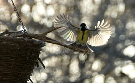 Catching the light - it's still cold but Spring can't be too far away. Alison Laredo catches the birds with her camera lens.