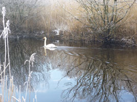 Jack Loftus has some reminders of the recent cold weather - riverside frost. Click on photo for more.