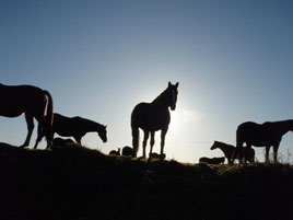 A contributor has uploaded some photos of horses in the West of Ireland. Click on photo for more.