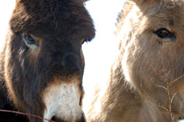 These two do not appear to be too concerned about the ash cloud. Click on photo for more from Sean Smyth.