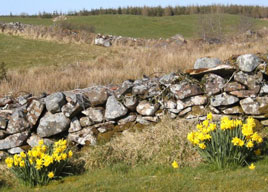 Daffodils and pheasants from Tommy Regan who has uploaded a new gallery to castlebar.ie. Click on photo for more.