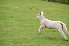 Sean Smyth has some photos of lambs gambolling in the fields around of Castlebar. Click on photo above for his new gallery.