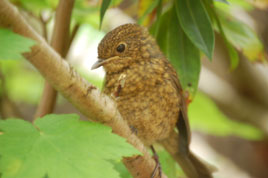 Sean Smyth caught this young bird in his lens. Click on photo above for a gallery of this little 'friendly fella'.