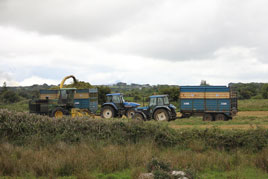 Farmers are busy at the moment storing up winter food for the 8 million bovine residents of our green shores.