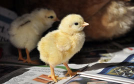 Alison Laredo has photos of her hen and chicks! Click on chick for more.