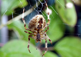 Dalemedia has added close-up photos of garden spiders feeding. Click on photo  for a closer look at these arachnids!