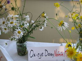 St. Angela's girls are working on local biodiversity around Castlebar - including their gallery of local wildflowers.