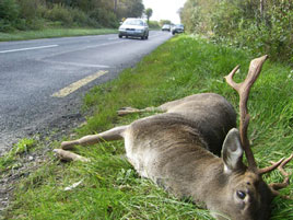 On a day with a severe weather alert issued by the Met Office a road safety message about Deer. Click on photo for more.