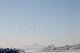 Whooper swans over a frozen Lough Lannagh - click above to watch these swans fly overhead.