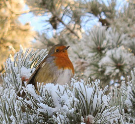 Scenes from a frozen lake - a white Lough Lannagh on 22 December. Click on photo for more.