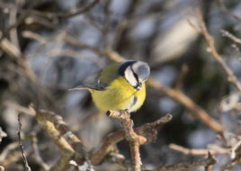 Garden birds had a hard time during the recent snow. Click on photo for more garden birds in the cold.