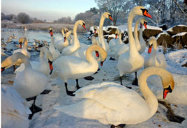 Jack Loftus has some great photos from around Castlebar celebrating 2010 Year's End. Click on photo to view.