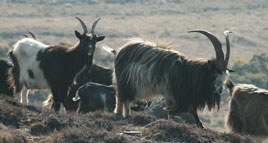 Mulranny Environment Group are holding a talk on the Old Irish Goat next Friday. Click on photo for details.