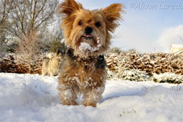 It's hard to forget the cold of the last winter in and around Castlebar. Click on photo for more chilling (but really cool) reminders from Alison Laredo!