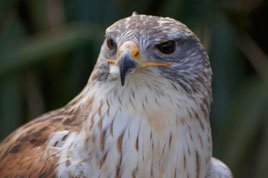 Robert J has more photos - this time from Eagles Flying. Click on photo for more handsome birds of prey.