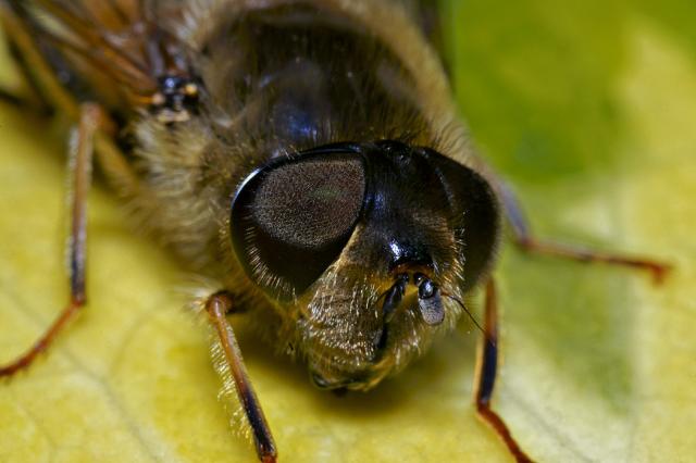 You lookin' at Me? Some extreme and exotic close-ups from Robert J - click on photo to view his macro photos.