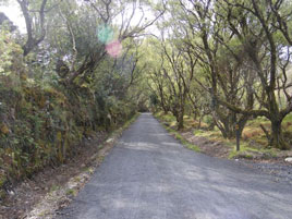 Bernard Kennedy has photos from the new Mulranny to Achill Greenway Path which opened recently. Click above to check it out.