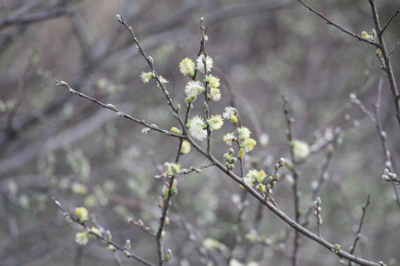 Some April flowers for a sunny May Day in Castlebar. Click on photo for more.