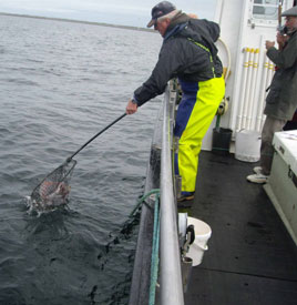 Landing a thornback ray in Killala Bay. Click on photo for the latest angling news.