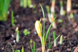 Crocuses are flowering already - a grand stretch in the evenings too. Click on photo for a feel of Spring.