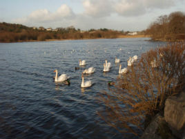 The new walk around Lough Lannagh is becoming very popular. Click on photo to find out more.