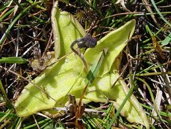Insectivorous plants lurk in Mayo's bogs. Click above to find out more about these unusual evolutionary specialists!