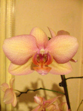 A contributor has uploaded some pretty orchid photos. Click on photo to view.