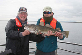 A fine cod caught in Killala Bay. Click above for more angling news.