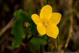 Robert Justynski has spring photos from Derryhick Lough between Castlebar and Lough Conn - including these marsh marigolds. Click above for more.