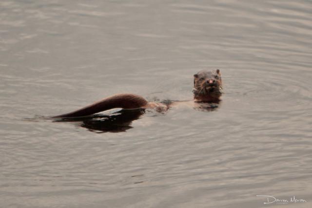 Darren Moran spotted this otter on the Greenway. Click on photo for more.