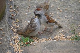 Feeding the birds in Castlebar - You can see these birds in your back garden. Click for more from Sean Smyth.