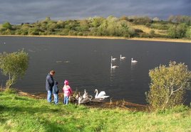 Reports to our BB suggest that swans are sick and dying on lough Lannagh because people are feeding them bread! Click on photo for more.