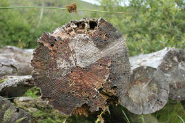 Tree rings and weather - how many rings can you count? Click on photo for more.