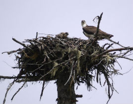 Pay a visit to some wild Canadian landscapes with Gerry Ryder. Click on photo to view this gallery.