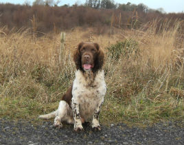 Clogher Environmental Group has details of the Clogher Bog Loop Walk. Click on photo for more.