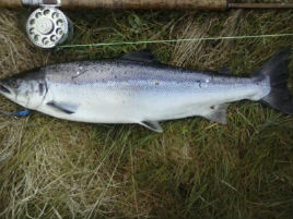 The one that didn't get away - a 12lb salmon from the River Moy. Click on photo for the latest angling news.