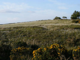 Bog Cotton is looking particularly spectacular this summer. Click above to view latest updates to Bernard Kennedy's ever expanding gallery of photos.