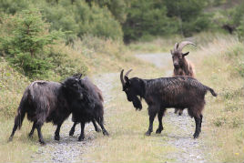 Wild goats spotted in the Ox Mountains. Click on photo to view.
