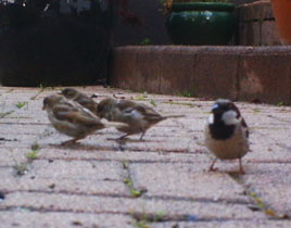 Garden birds caught on camera. Click on photo for more.