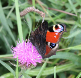 Some beautiful butterflies around at the moment and the bees have had a good summer. Click on photo to view.