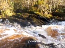 Frank Cawley has a video of Salmon making their journey up some of Mayo's rivers. Click on photo to view The Salmon of Knowledge.