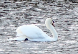 A mute swan photographed on Lough Derravaragh yesterday. Click on photo to view.