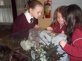 St Angela's girls had a workshop on Irish Bees. Click above to view their gallery of photos.