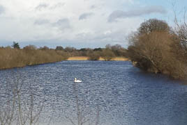 Window seat photos from the train leaving Athlone yesterday - click on photo for some confused swans in the fields.