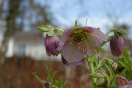 Some garden flowers appearing in a garden near you. Click on photo for more.