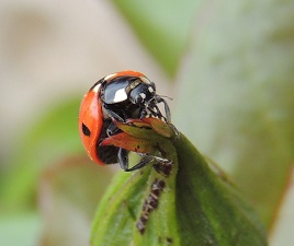 Dalemedia has some wonderful closeups of a ladybird protecting his roses. Click on photo to view.
