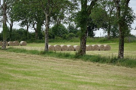 Lots of hay baled up in our local fields. Click on photo for more dried grass.